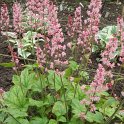 X Heucherella 'Viking Ship'